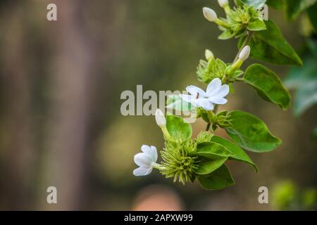 Branch of white star jasmine with green leaf. Macro photography or closeup with blur background. Stock Photo