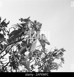 Village life and landscapes on the Catalan coast  Figs Date: undated Location: Catalonia, Spain Keywords: trees, fruit Stock Photo