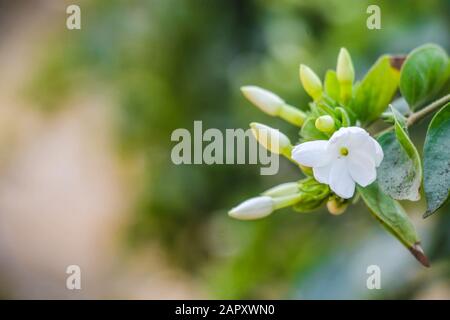 Branch of white star jasmine with green leaf. Macro photography or closeup with blur background. Stock Photo