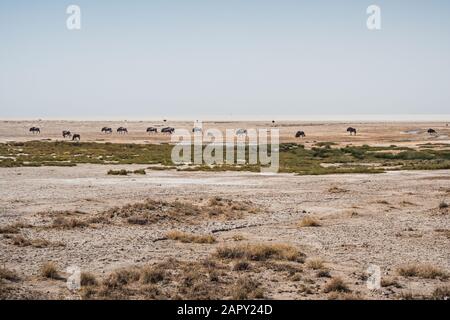 Wildebeest Herd Grazing in Arid and Dry Etosha Pan, Namibia, Africa Stock Photo
