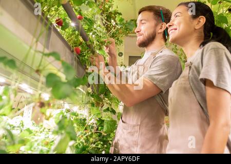 Young greenhouse workers standing in aisle between growing strawberries Stock Photo