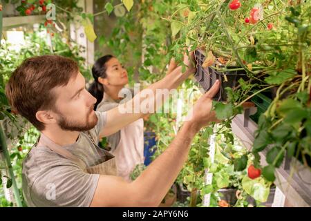 Young male worker of greenhouse taking black plastic box with growing tomatoes Stock Photo