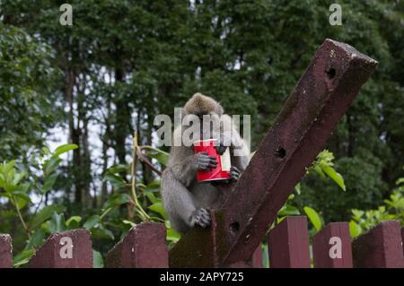 Long-tailed macaque monkey - macaca fascicularis - holds what looks like a Pringles can against a Mauritian forest backdrop in Grand Basin Mauritius Stock Photo