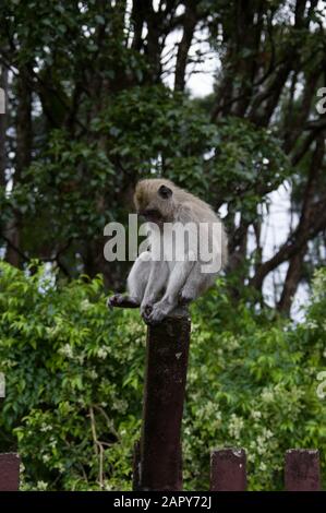 Long-tailed macaque monkey - macaca fascicularis - sitting on a fence post against a Mauritian forest backdrop in Grand Bassin Mauritius Stock Photo