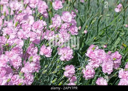 Flowering carnations, dianthus, in the garden Stock Photo