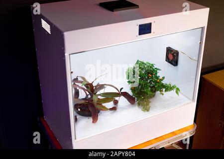 Camera for growing plants where optimal temperature is regularly retained Stock Photo