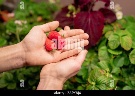 Hands of young male selectionist or farmer holding three red ripe strawberries Stock Photo