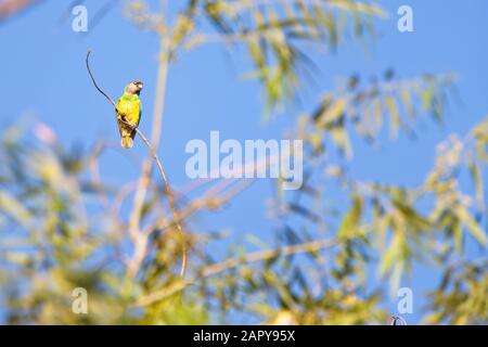 Senegal Parrot (Poicephalus senegalus) perched high in a tree, Gambia. Stock Photo