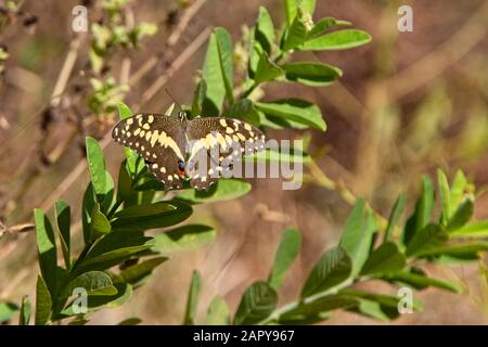 Citrus Swallowtail or Christmas Butterfly (Papilio demodocus), basking in the sun, Gambia. Stock Photo