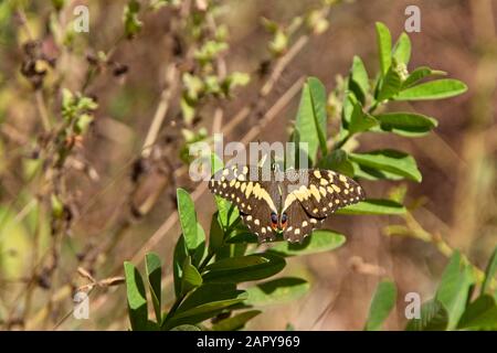 Citrus Swallowtail or Christmas Butterfly (Papilio demodocus), basking in the sun, Gambia. Stock Photo