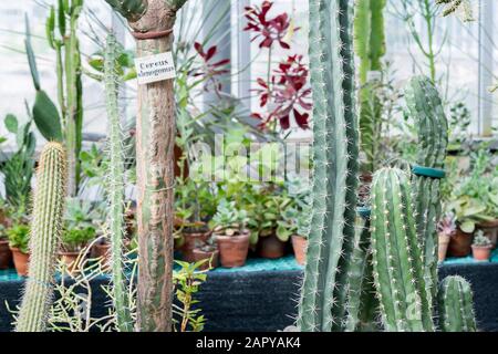 Cactus breeding. Variety of succulents in the greenhouse. Background. Concept of plant breeding. Stock Photo