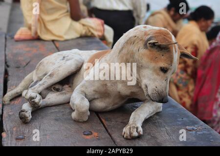 A lazy stray dog enjoying his life around Ganga River in Varanasi Stock Photo