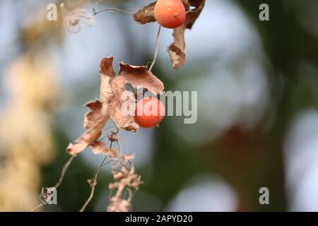 Bunch of juniper red berries on a green branch in autumn Stock Photo