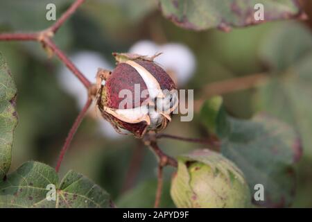 Close-up of Ripe cotton bolls on cotton branch Stock Photo