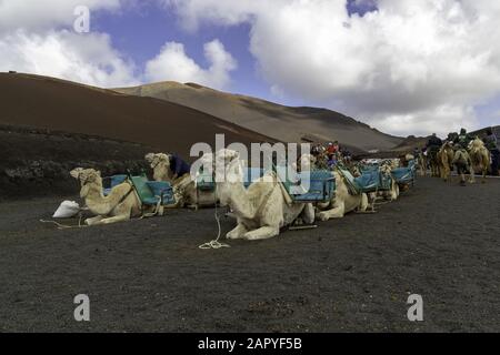 Caravan of camels laying on the ground with people in the distance in Lanzarote Stock Photo