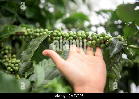 Green coffee beans growing on the branch in Chiang Mai ,Thailand Stock Photo