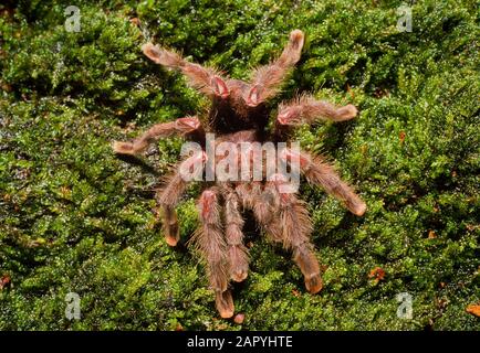 Tarantula spider, Aviculoria aviculaoria. On moss background. Dorsal view Stock Photo