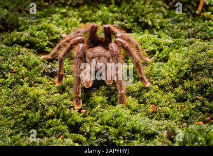 Tarantula spider, Aviculoria aviculaoria. On moss background Stock Photo