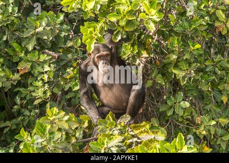 Schimpanse auf Baboon Island, River Gambia National Park, Gambia, Westafrika  |  Chimpanzee on  Baboon Island, River Gambia National Park, Gambia, Wes Stock Photo