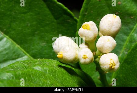 Mexican lime tree flowers beginning to bloom Stock Photo