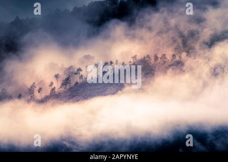 Trees in mist Tuscany Italy Stock Photo