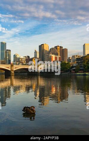 Beautiful black swan on Yarra river with Melbourne cityscape on the background Stock Photo