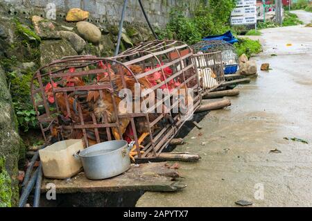 Sapa, Vietnam - August 18, 2017: Chickens and ducks in cages for sale on the side of the road in Vietnam village