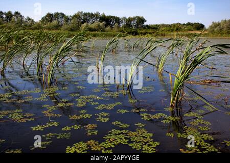 Marsh with Iris pseudacorus (yellow flag, yellow iris, water flag) plant Stock Photo