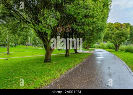 Pskov, willow alley in the Park of the river Pskova, rainy summer day Stock Photo