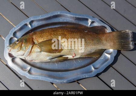 Brown ballan wrasse on a pewter dish after fishing in Brittany Stock Photo