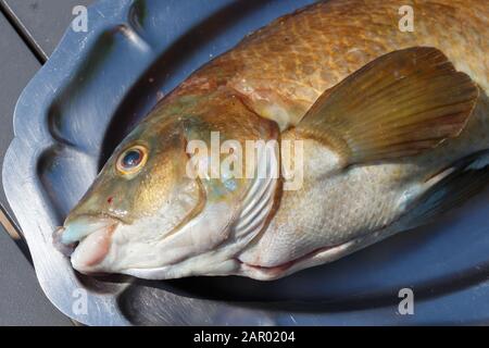 Beige and brown allan wrasse on a pewter dish after fishing in Brittany Stock Photo