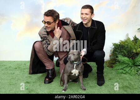 Robert Downey, Jr. (left) Tom Holland and his dog Tessa during Dolittle premiere at Leicester Square, London.