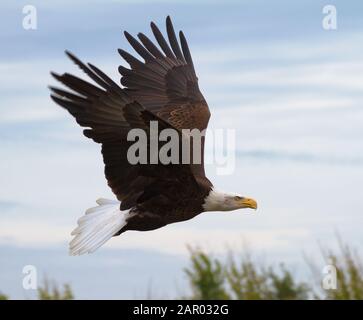 Bald Eagle, Haliaeetus leucocephalus,  flying along the tree line with wings outstretched. Showing purpose and power. Stock Photo