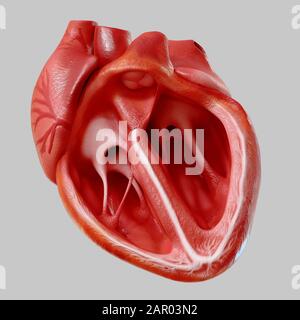 Human heart. Internal Organs Anatomy, 3D rendering Stock Photo