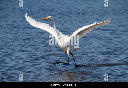 Great White Egret, Ardea alba, striding, running, walking through the shallows looking for food with wings stretched out. Taken at Lodmoor UK Stock Photo
