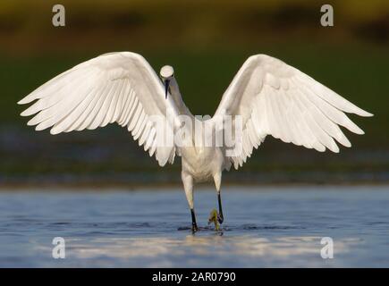 Front On Shot Of A Little Egret, Egretta garzetta, chasing fish in the shallows on the shoreline with wings stretched out. Taken at Stanpit Marsh UK Stock Photo