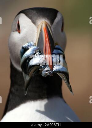 Head shot of An Atlantic Puffin,  Fratercula arctica, with sand eels, fish, food in its beak with the focus on the sand eels, fish. Skomer Island UK