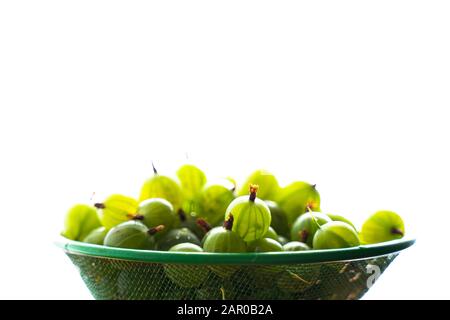 Heap of green wet washed gooseberry fruit in a colander on white background Stock Photo
