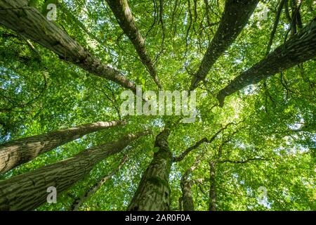 Sky view through the leafy green canopy of woodland trees on a sunny day. Stock Photo