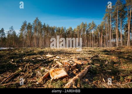 Fallen Tree Trunks And Stumps In Deforestation Area. Pine Forest Landscape In Sunny Spring Day. Green Forest Deforestation Area Landscape. Stock Photo
