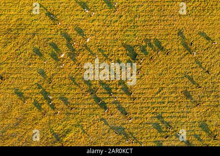 Aerial View Of Cattle Of Cows Grazing In Meadows Pasture. Summer Green Pasture Landscape. Top View. Bird's-eye View. Stock Photo