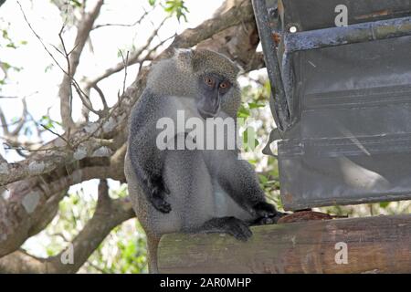 Olive baboon at Ponta Malongane beach bush, Mozambique. Stock Photo