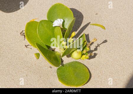 Gullfeed plant fruit and flower, Scaevola plumieri, on beach sand, Ponta Malongane, Mozambique. Stock Photo