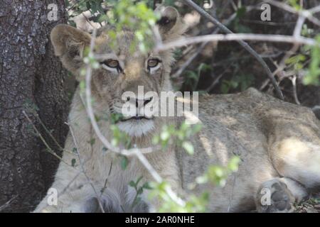 Young Lioness resting in the shade, Skukuza Camp, Kruger National Park, Mpumalanga, South Africa. Stock Photo