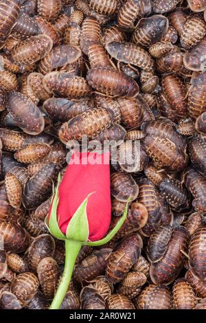 Single RED ROSE surrounded by orange spotted roaches (Blaptica dubia). Stock Photo