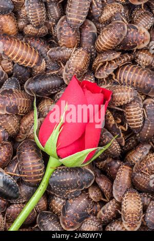 Single RED ROSE surrounded by orange spotted roaches (Blaptica dubia). Stock Photo