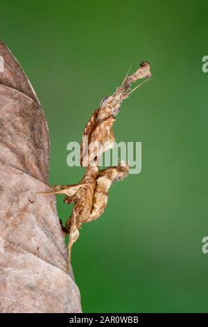 Ghost Mantid (Phyllocrania paradoxa) This species is native to Africa and is a superb dead leaf mimic.