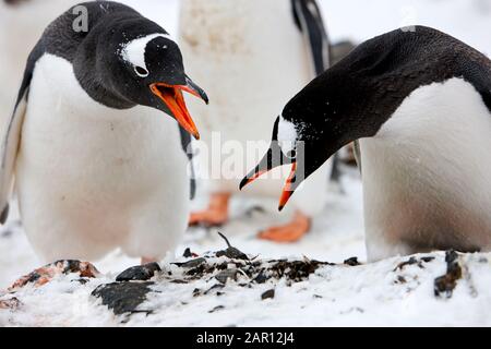 pair of Gentoo penguins Pygoscelis papua showing bowing courtship display on Antarctica Stock Photo