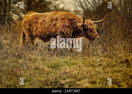 Highland cattle in rough pasture in Kent UK Stock Photo