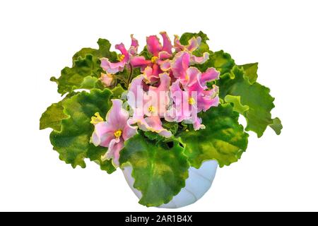 Pink Saintpaulia flowers or African violets. Gentle petals with wavy edges, buds and leaves close up, isolated on white background. Beautiful potted h Stock Photo